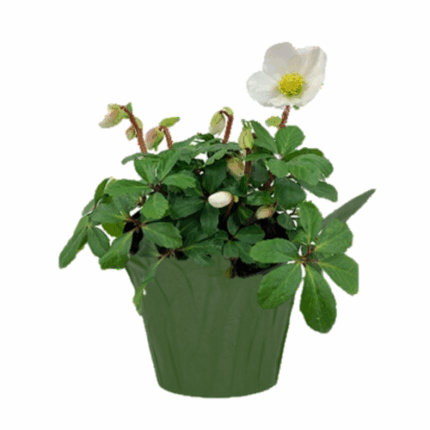 6" HELLEBORE