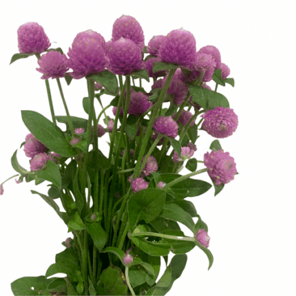 Gomphrena Rose cramer