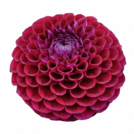 Dahlia Ivanette holl