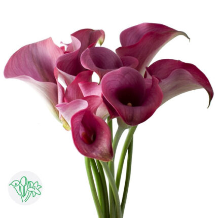Calla Capt Promise holl