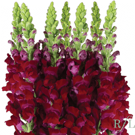 Snapdragon Lg. Burgundy can.