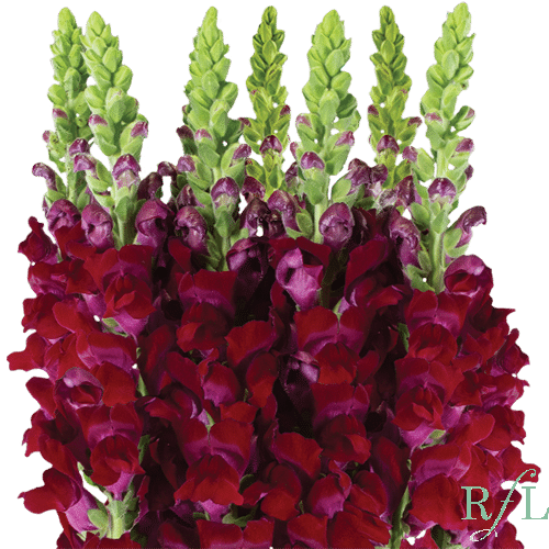 ae51c7ba-39e9-4d65-8b13-4e57aa11de9c.png Snapdragon Lg. Burgundy can. - Image 1