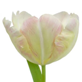 Tulip Parrot Pink Edge holl