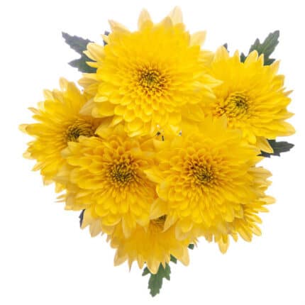 Pom Novelty Spray Yellow rio