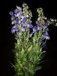 MONKSHOOD sv
