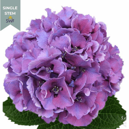 Hydrangea RodeoPurple holl(st)