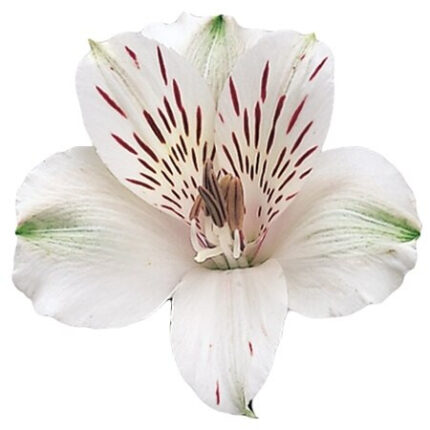 Alstro White esmeralda