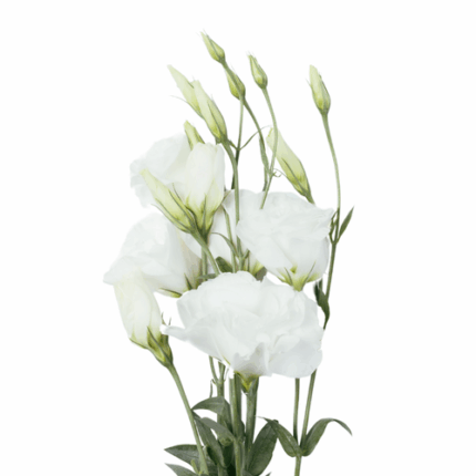 Lisianthus White bella