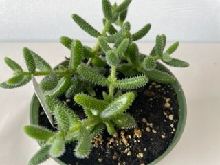 4.5" Delosperma Gherkin