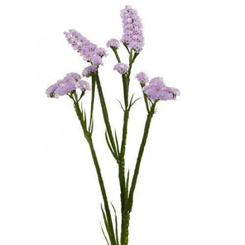 ae745f80-3c11-49c2-aba1-260249f74035.jpg Statice tissue lavender bella - Image 1