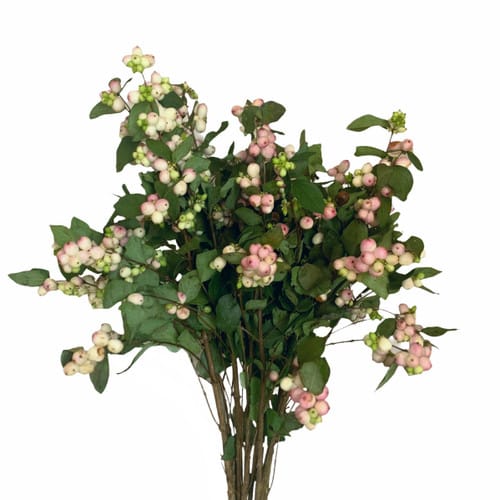 ae83aaec-db19-4af6-92b3-6fac88e4ba75.jpg Snowberry Blush chile - Image 1