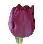 Tulip Negrita holl