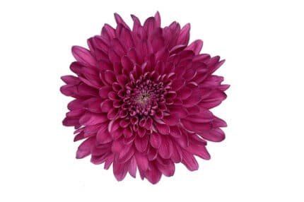Mum Cremon Tornado Purple rfi