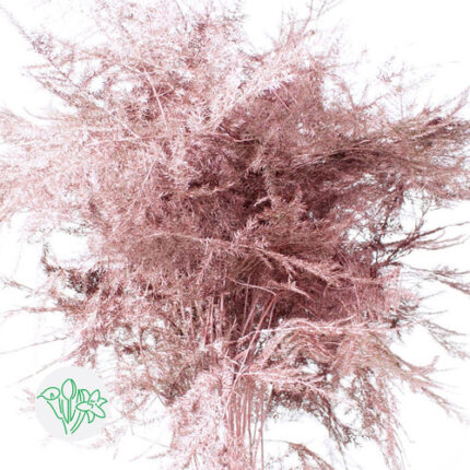 Asparagus Feather Painted Rose