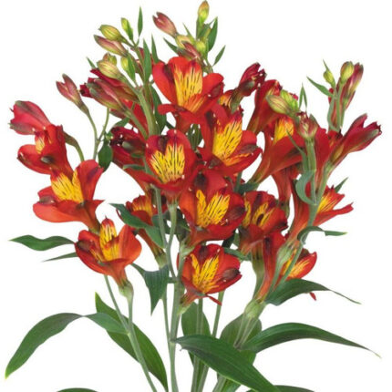 Alstro. Dynamite Red Charmelia much