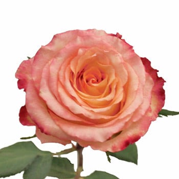 Rose Duet 40cm rprima
