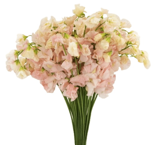 ae955243-e34e-4b08-bc64-5f49a10408e3.png Sweet Pea Megumi Japan holex - Image 1