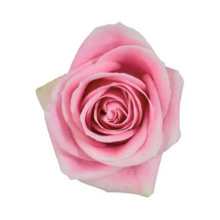 Rose Rosita Vendella 50cm tess