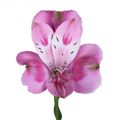 Alstro. Lavender cont. superse