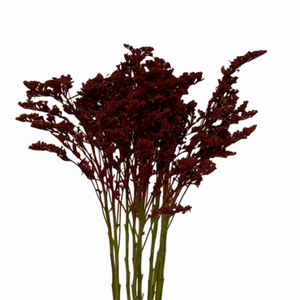 Solidago Burgundy galleria