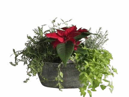 12" HERB GARDEN POINT