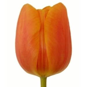 Tulip Frenc Orange v.d.