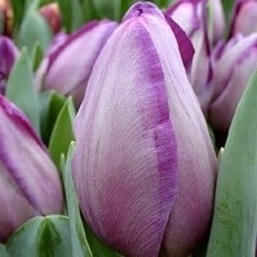 Tulip Jacuzzi holl