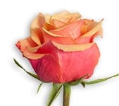 Rose CherryBrandy 40cm florism