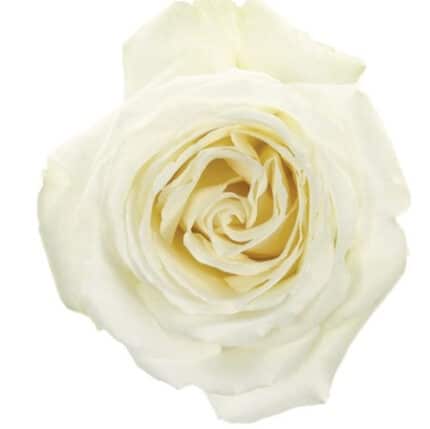 Rose White Dove 50cm trilogy