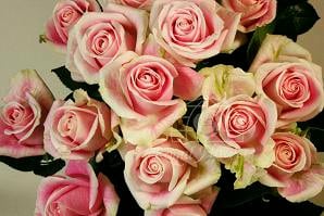 Rosita vendella 70 ecuanros