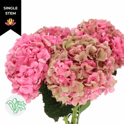 Hydrangea Classic Glowing Alps