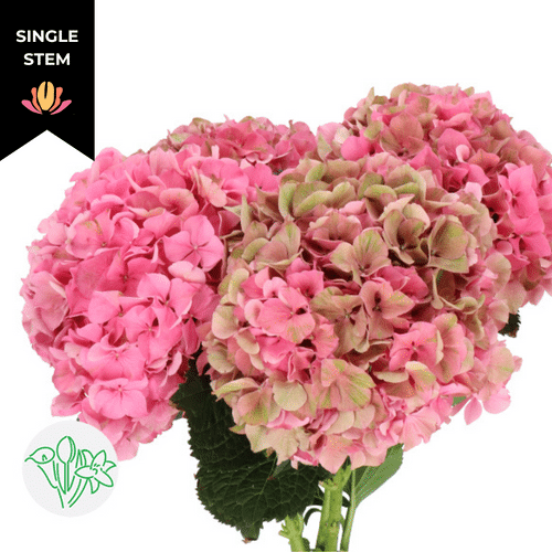 af12fad9-454c-4daa-838c-dd7a772643ff.png Hydrangea Classic Glowing Alps - Image 1