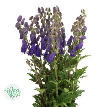 Monkshood holl