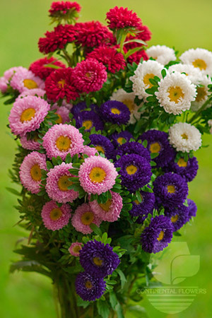 Aster Matsu asst cont.