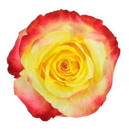 Rose Hot Merengue 50cm rprima