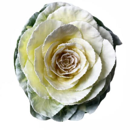 Kale Dyed White holl(STEM)