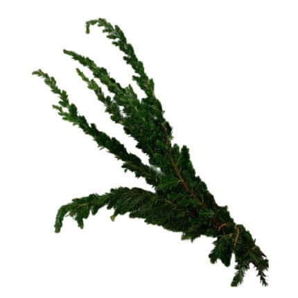 Ming Pine evergreen