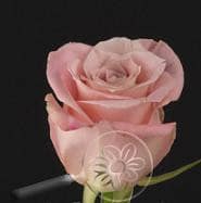 Faith (pink)50 rprima