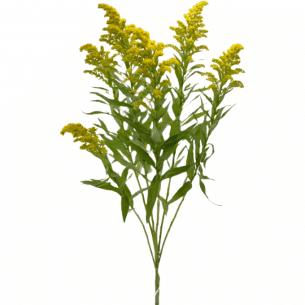 Solidago Valleflor