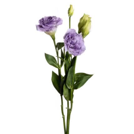 Lisianthus Misty Blue spx esme