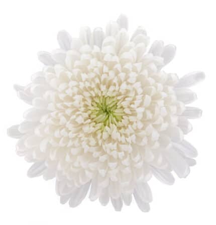 Mum Cremon White sole