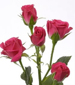 RoseSpray LovelyLydia holl