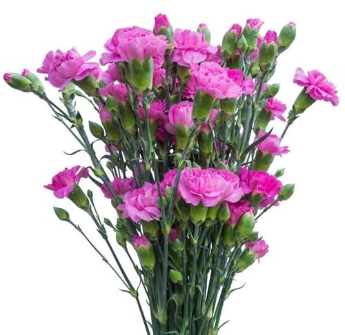 af7ef6e6-0e54-48a7-9f05-1e28b38b877f.jpg CarnMini. Lavender sole - Image 1