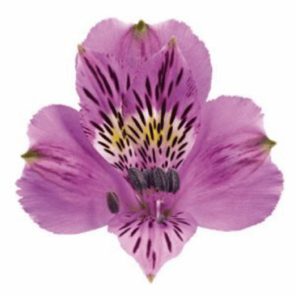 Alstro Lavender Valleflor Perf