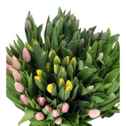 Tulip Easter Mix holl (15box)