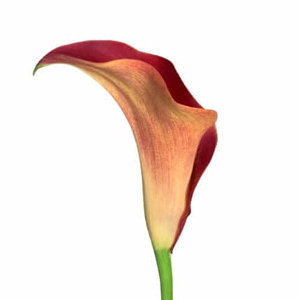 Calla Capt. Safari holl
