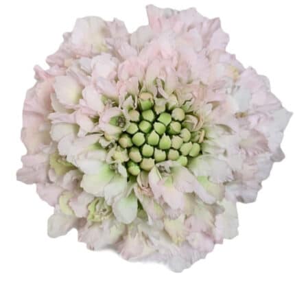 Scabiosa Hanoi Blush multiflor