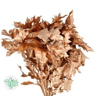 Quercus Dyed Copper holl
