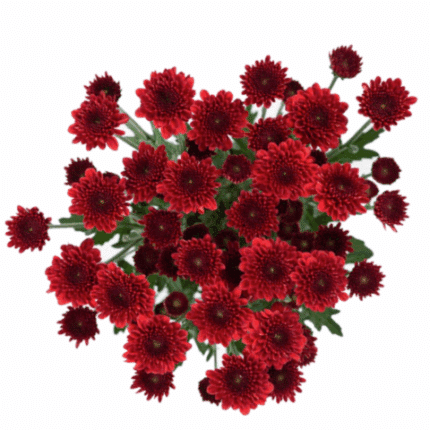 Pom Button Purpetta Red rio