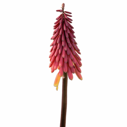 Hot Pokers seaberry
